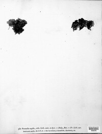 Kurokawia runcinata image
